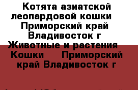 Котята азиатской леопардовой кошки. - Приморский край, Владивосток г. Животные и растения » Кошки   . Приморский край,Владивосток г.